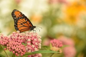Opening Day for 2019 @ The Butterfly Haven | Pingree | Idaho | United States